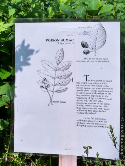 Sign posted in front of posion sumac at Cranberry Bog State Nature Preserve