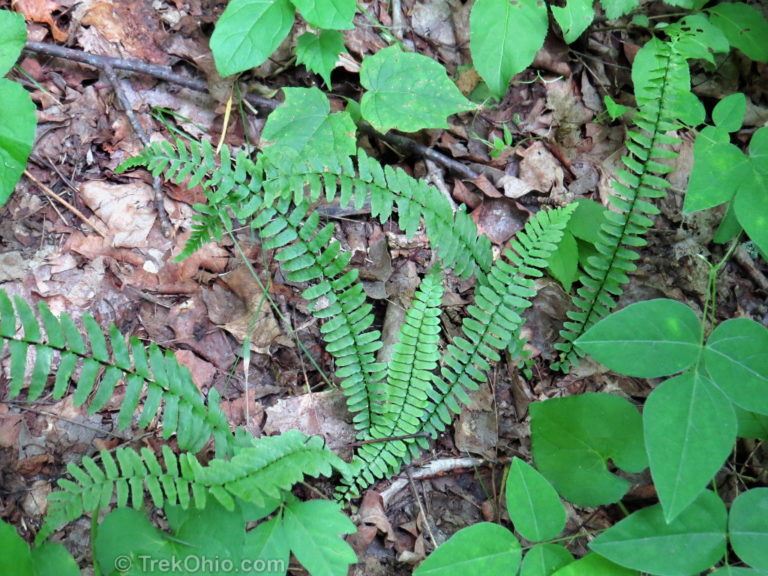 Basic Fern Identification TrekOhio