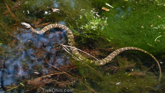 Dawes Arboretum | TrekOhio