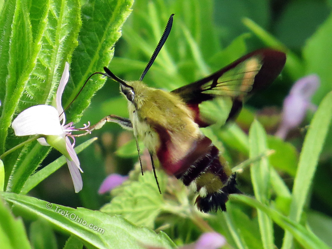 Details about   1 Real Hummingbird moth DRY SPECIMEN Educational Hawk Moth * 