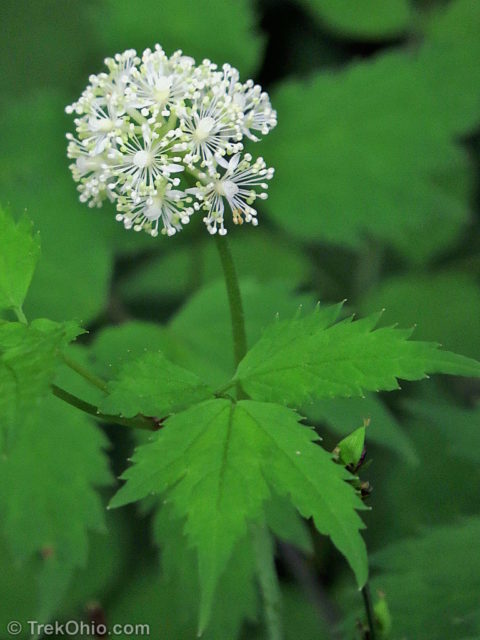 Common Spring Wildflowers In Ohio Trekohio