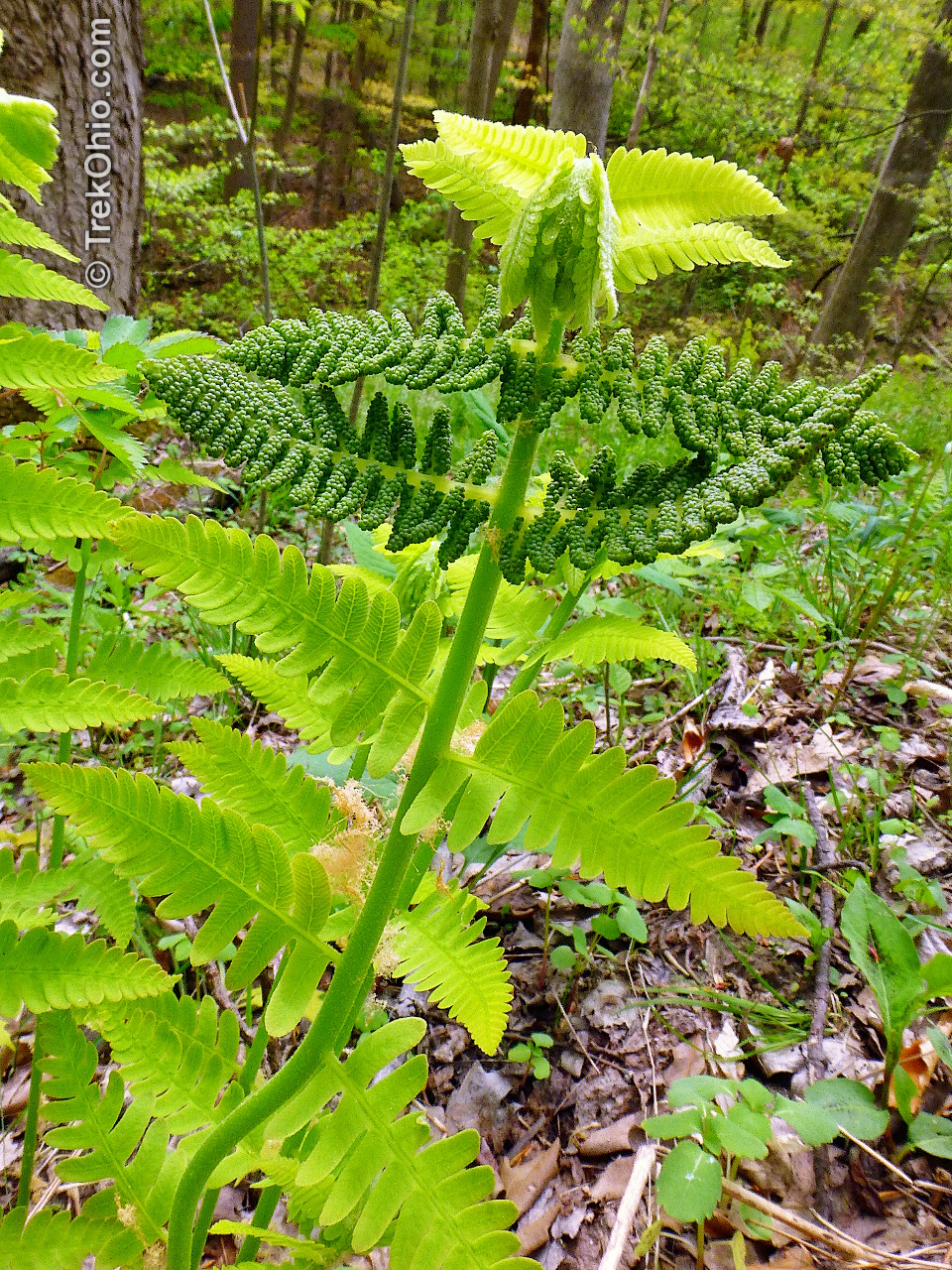 Basic Fern Identification TrekOhio Basic Fern Identification TrekOhio