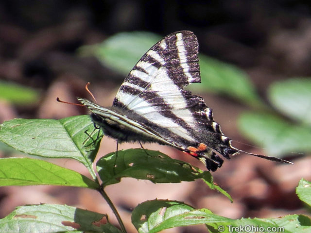 Zebra Swallowtail butterfly (Eurytides marcellus)