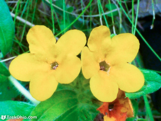 Hoary puccoon (Lithospermum canescens)