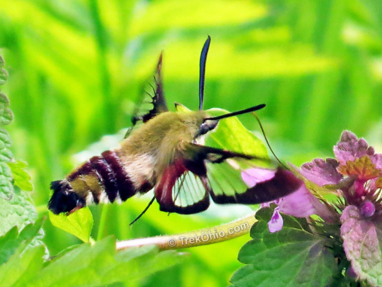 The Hummingbird Moth TrekOhio