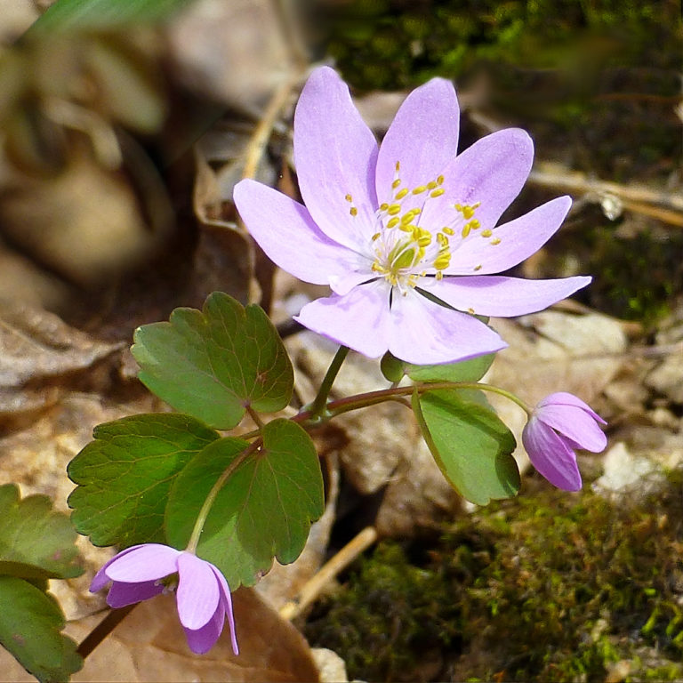 Common Spring Wildflowers in Ohio | TrekOhio