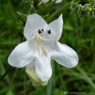 Summer Wildflowers 2016 | TrekOhio