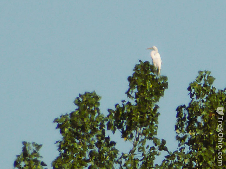 Blue Heron Reserve in Sandusky County TrekOhio