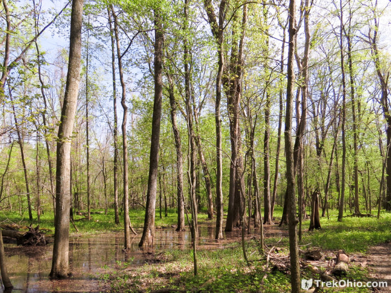 Goll Woods State Nature Preserve | TrekOhio