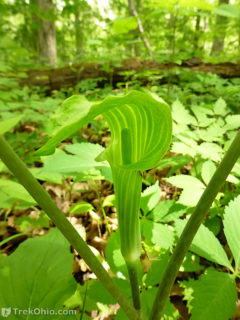 Howard Collier State Nature Preserve | TrekOhio