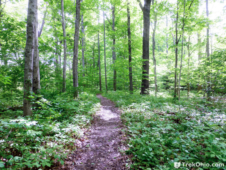 Howard Collier State Nature Preserve | TrekOhio