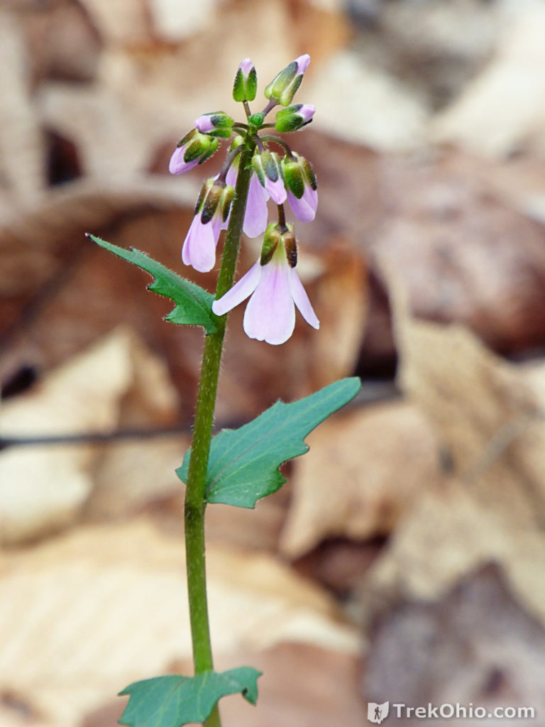 Common Spring Wildflowers in Ohio | TrekOhio