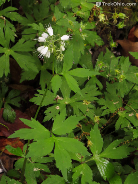 Common Spring Wildflowers In Ohio Trekohio