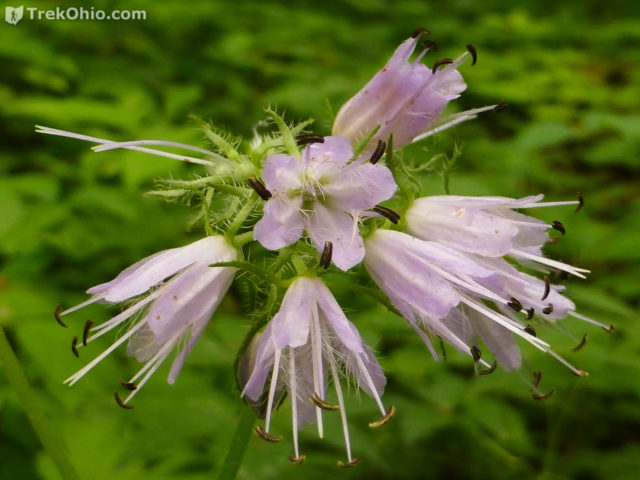 Common Spring Wildflowers In Ohio Trekohio