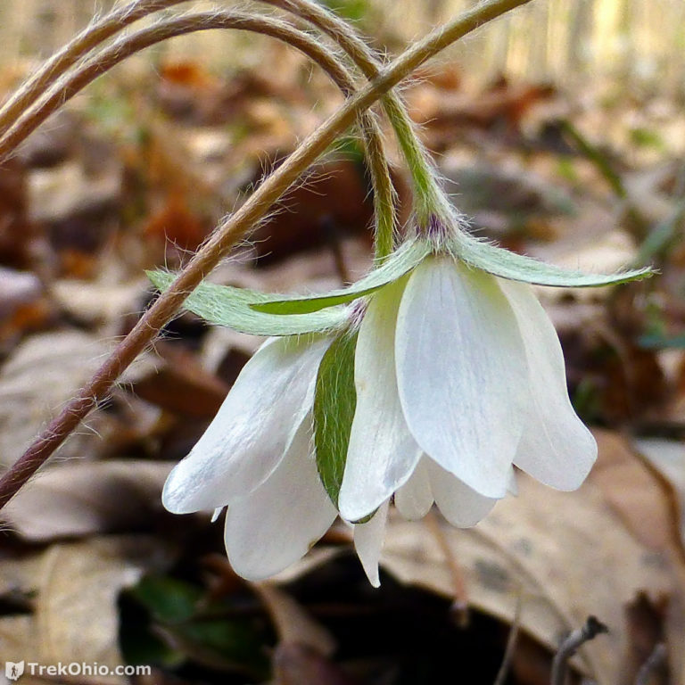 Common Spring Wildflowers in Ohio | TrekOhio