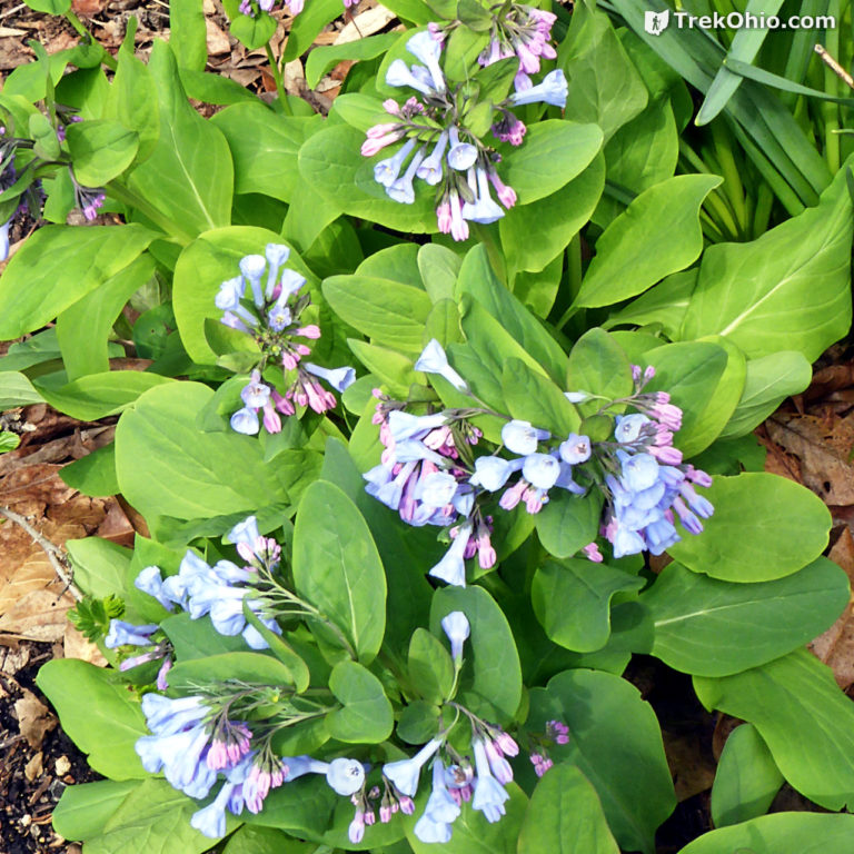 Common Spring Wildflowers in Ohio | TrekOhio