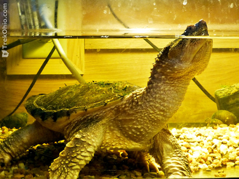 Ohio’s 12 species of turtles at a glance TrekOhio