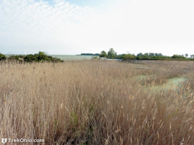 Viewing Wildlife from the Boardwalk at Maumee Bay State Park | TrekOhio