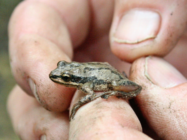 Ohio's 15 species of frogs and toads at a glance