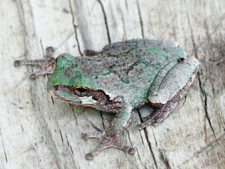 Ohio’s 15 species of frogs and toads at a glance TrekOhio