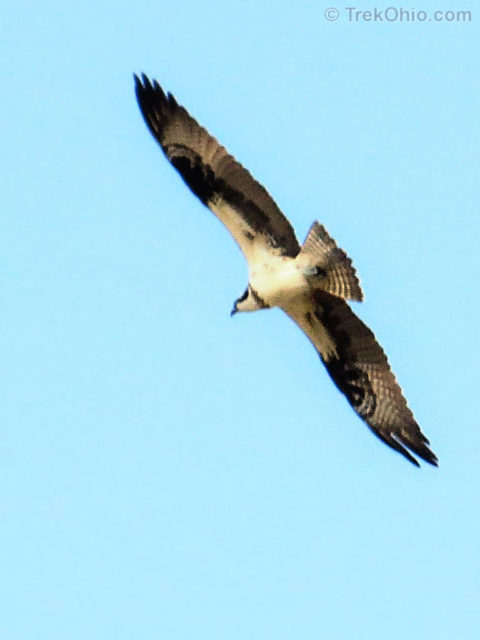 Osprey hunting above the lake