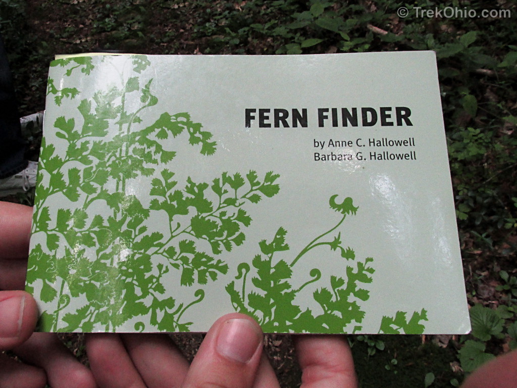 Basic Fern Identification TrekOhio