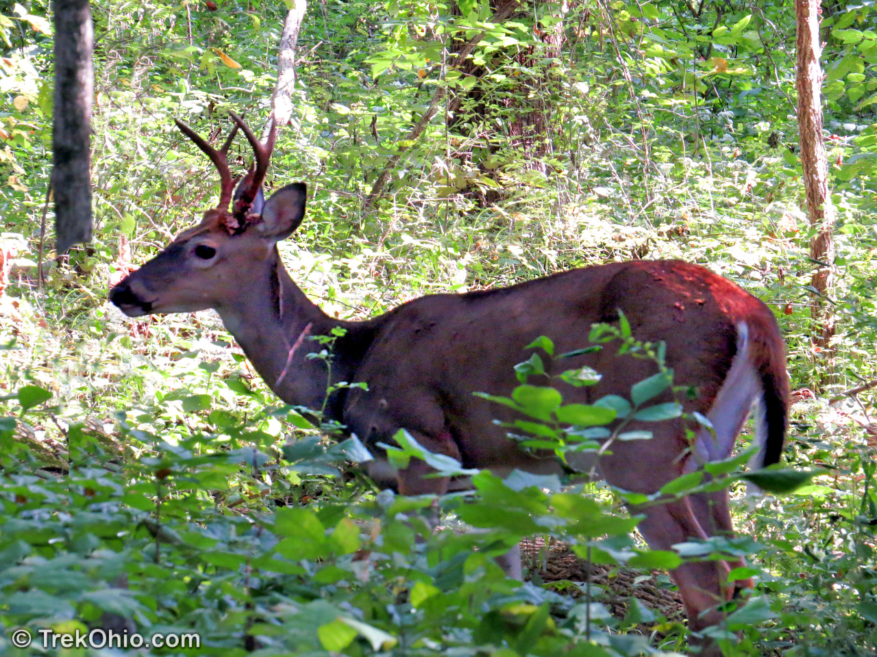 Where can you find deer-hunting season regulations?