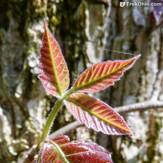 Poison Ivy & Poison Sumac | TrekOhio